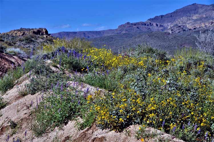 wildflowers